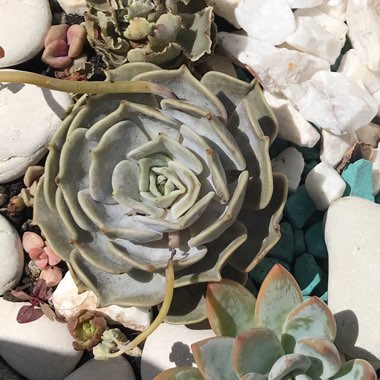 Echeveria 'Lilacina'