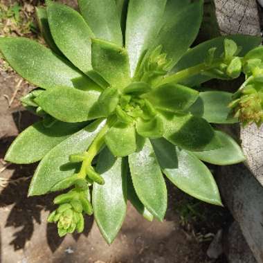 Echeveria 'Victor Reiter'