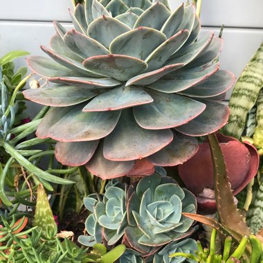 Echeveria 'Imbricata'