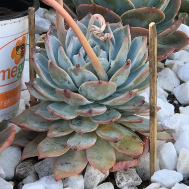 Echeveria 'Blue Bird'