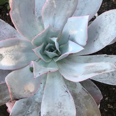 Echeveria 'Cante'