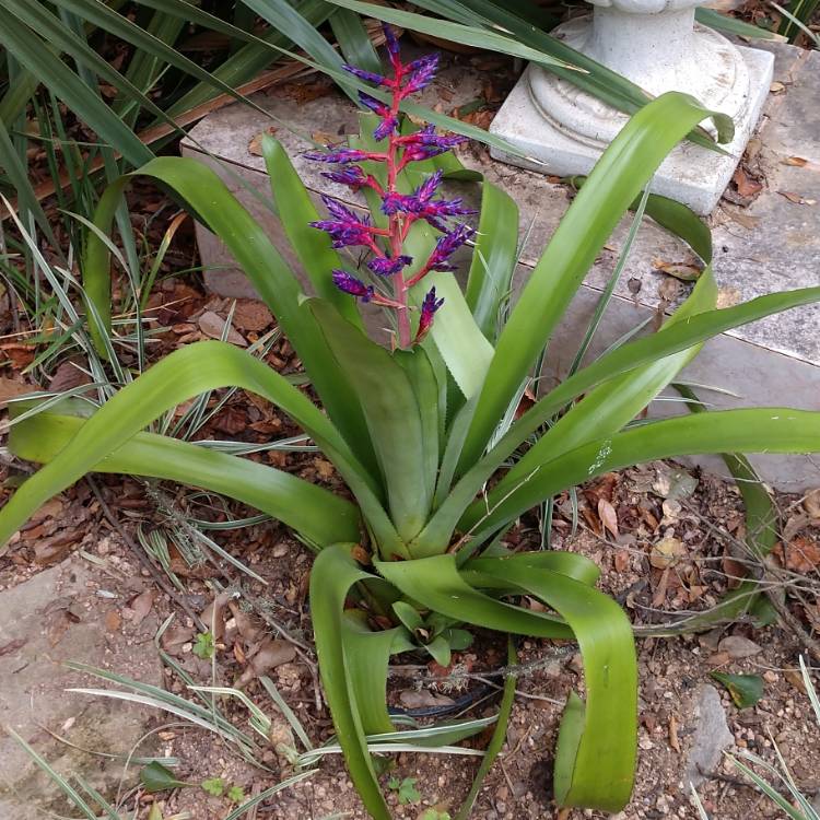 Plant image Aechmea 'Blue Tango'