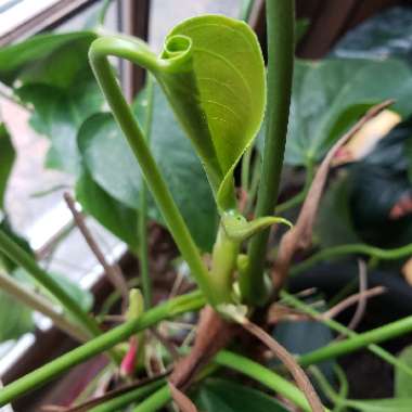 Anthurium 'Prince of Orange'