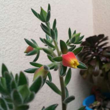 Echeveria 'Set Oliver'