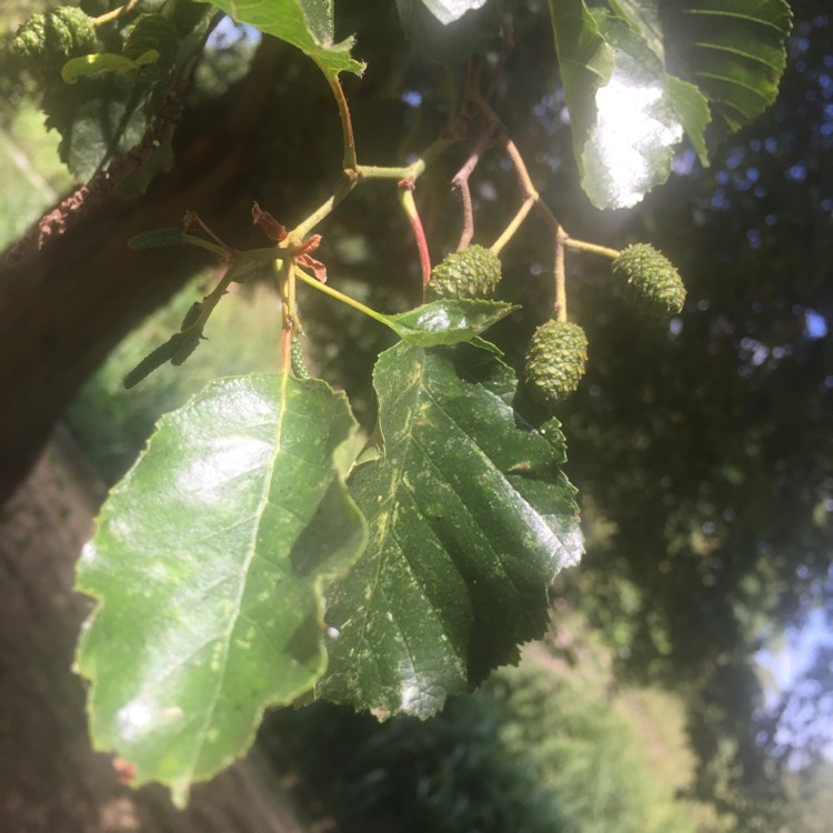 Plant image Ulmus glabra