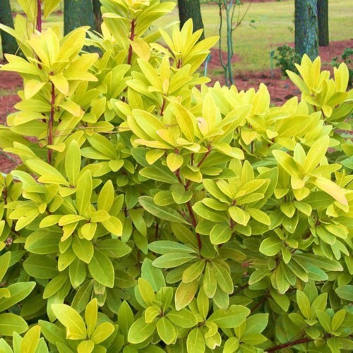 Plant image Illicium parviflorum 'Florida Sunshine'