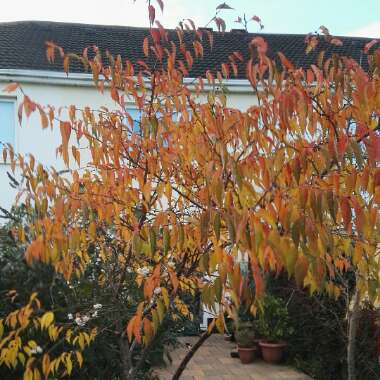 Prunus x subhirtella 'Autumnalis'