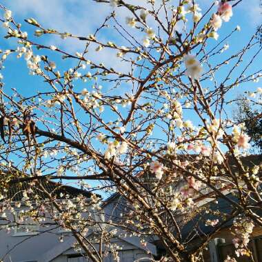 Prunus x subhirtella 'Autumnalis'