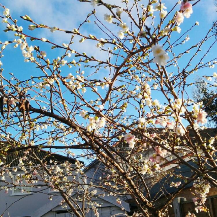 Plant image Prunus x subhirtella 'Autumnalis'