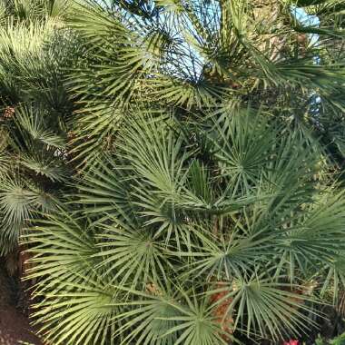 Trachycarpus fortunei syn. Chamaerops fortunei, Chamaerops excelsa