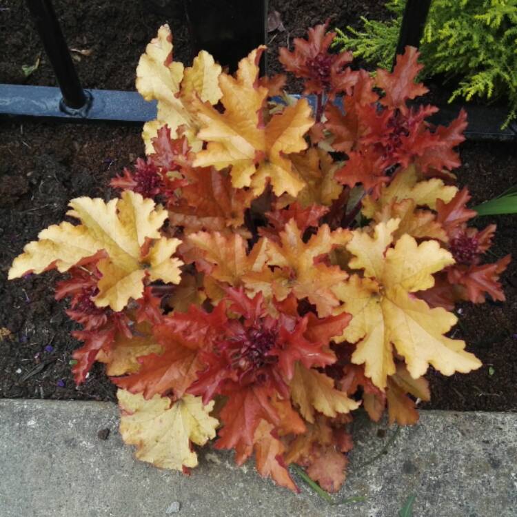 Plant image Heuchera 'September Morn'