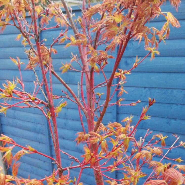 Plant image Acer palmatum 'Sango-Kaku'