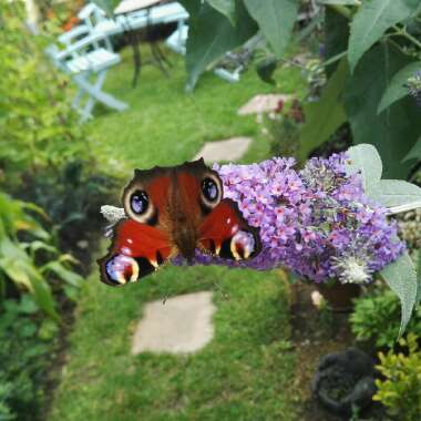 Ronan's garden