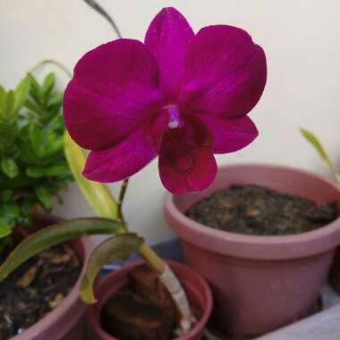 Orchid 'Pastel Pink'