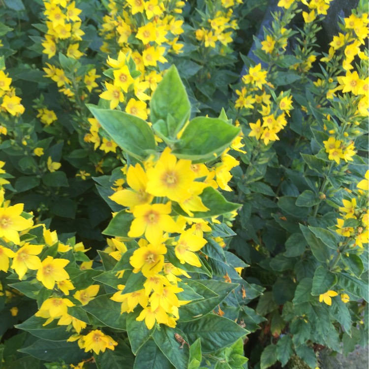 Plant image Lysimachia punctata