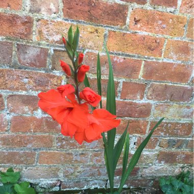 Gladioli