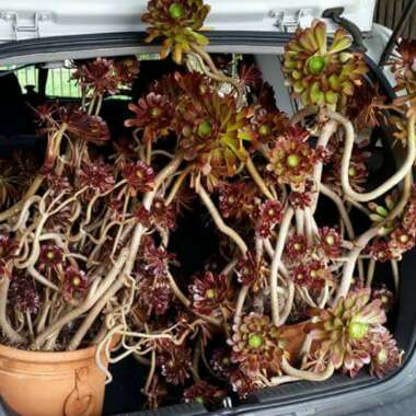 Aeonium Arboreum Chocolate Rose