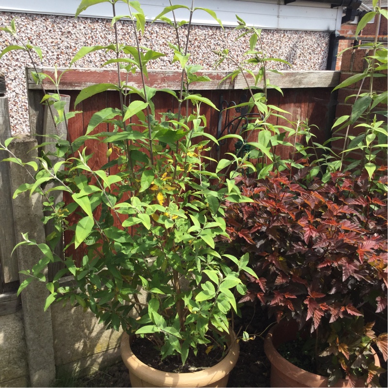 Plant image Buddleja davidii 'White Profusion'