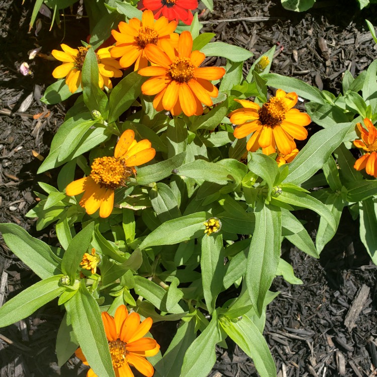 Plant image Sanvitalia procumbens