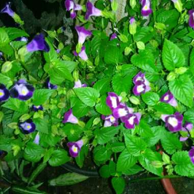 Torenia