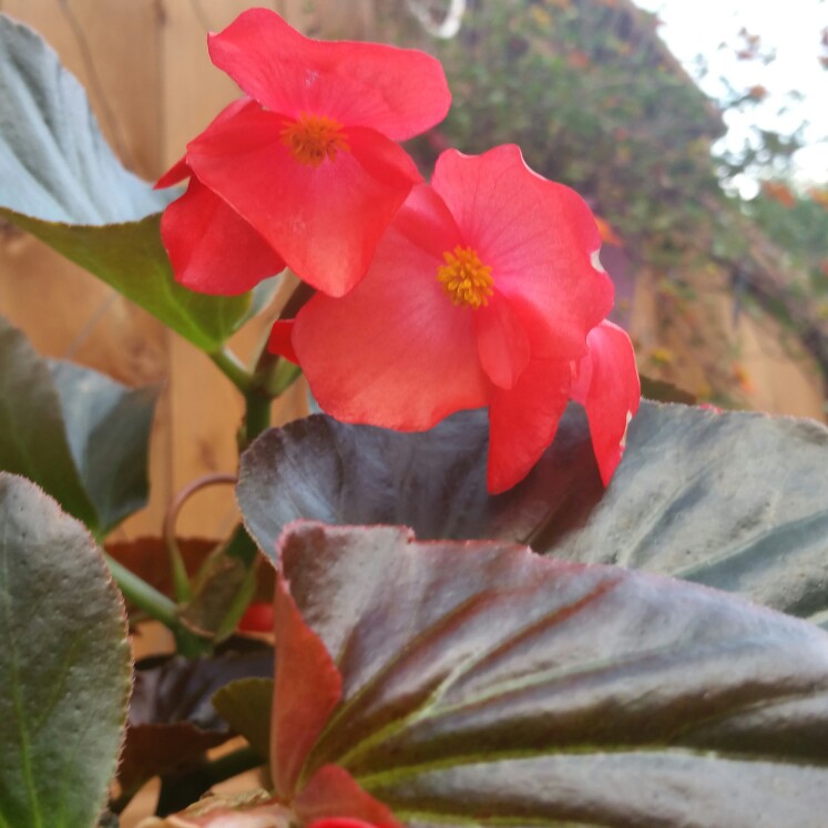 Plant image Begonia (Semperflorens Cultorum Group) 'Whopper Series' syn. Begonia semperflorens 'Whopper Series'