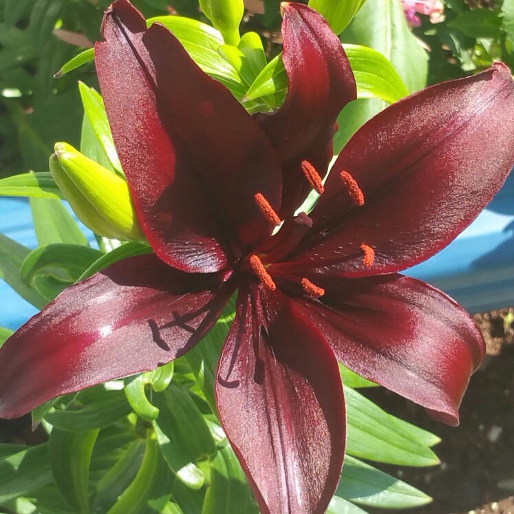 Plant image Lilium 'Landini'