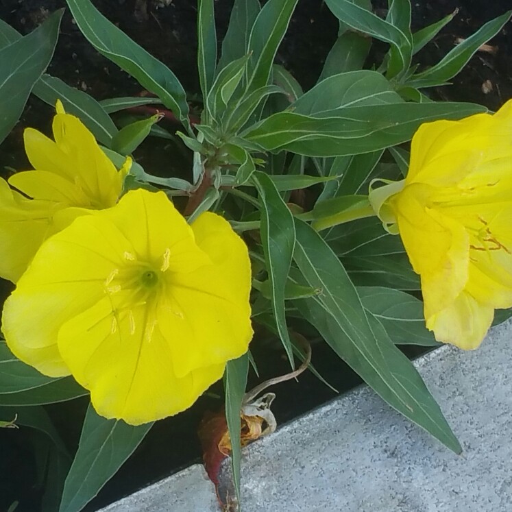 Plant image Oenothera missouriensis