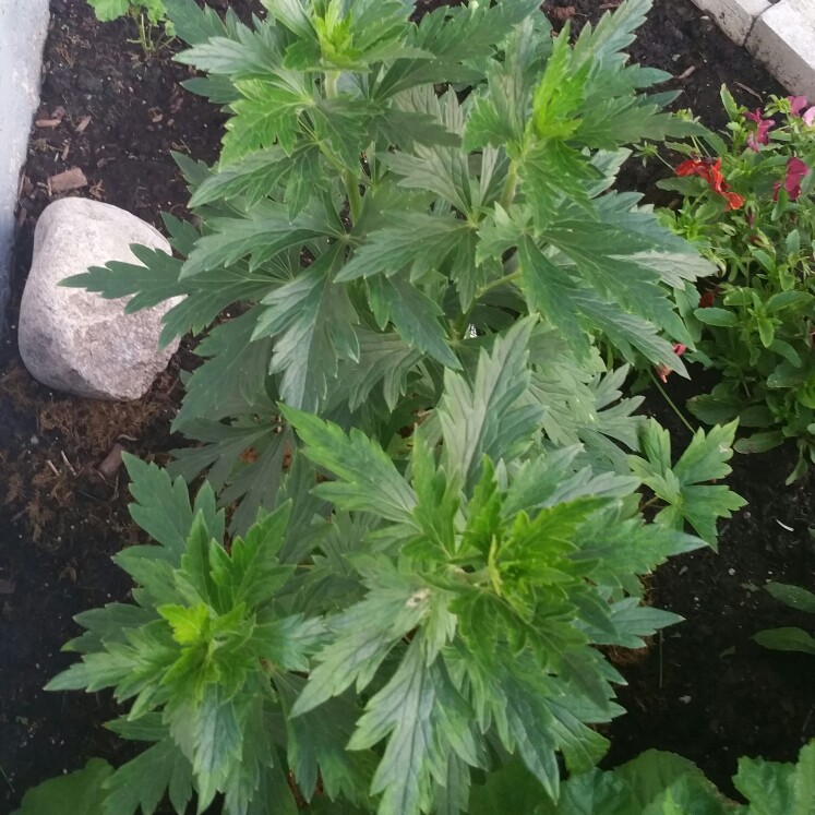 Plant image Aconitum x cammarum 'Bicolor'