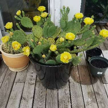 Opuntia humifusa