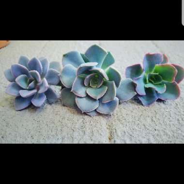 Echeveria