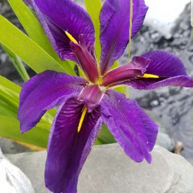 Iris versicolor