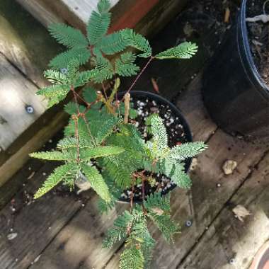 Mimosa pudica