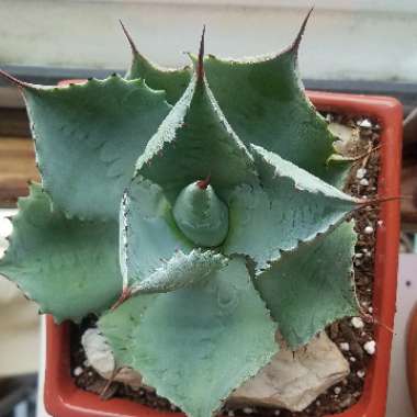 Agave Potatorum