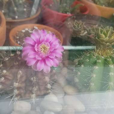 Gymnocalycium Damsii