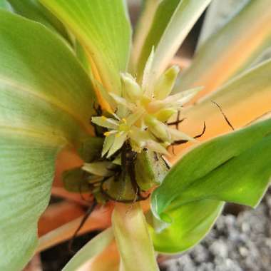 Chlorophytum amaniense 'Green Orange'