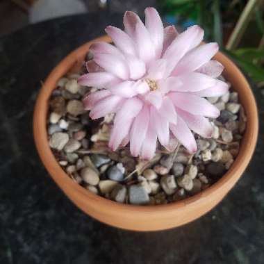 Gymnocalycium Damsii