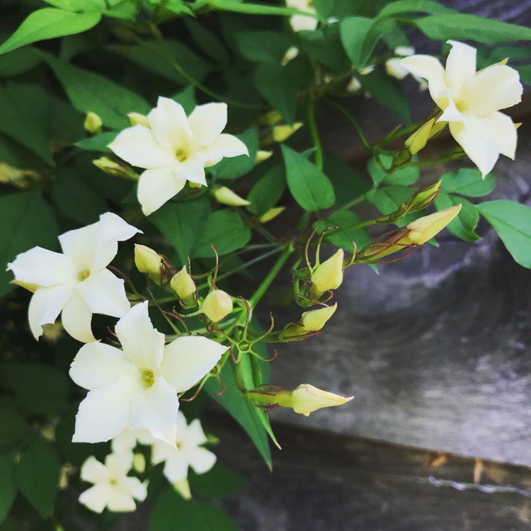 Plant image Jasminum officinale 'Clotted Cream' Syn. 'Devon Cream'