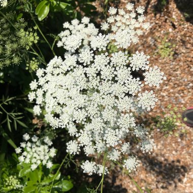 Ammi majus