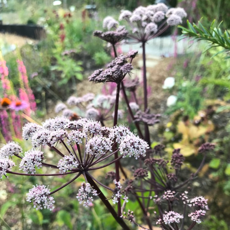 Plant image Angelica Sylvestris 'Vicar's Mead'