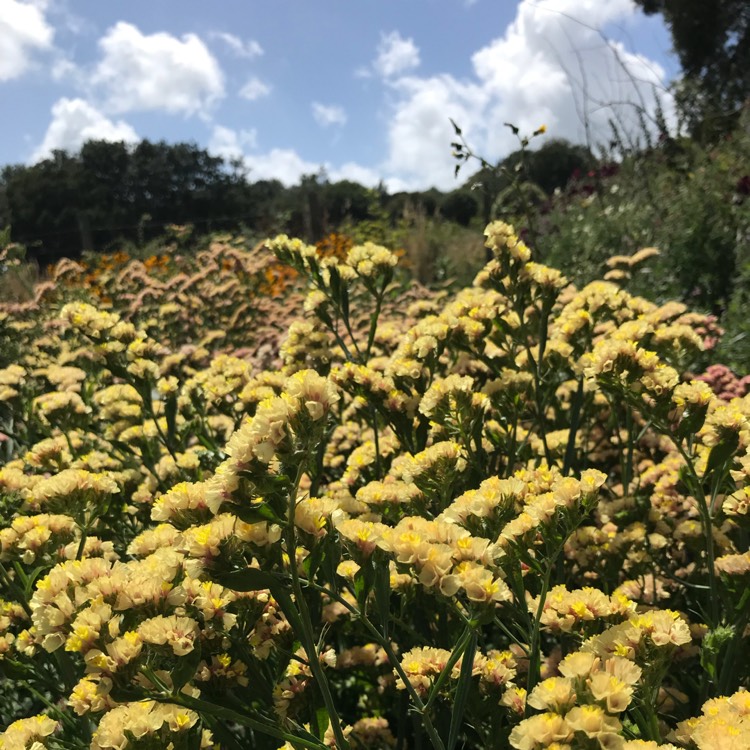 Plant image Limonium peregrinum