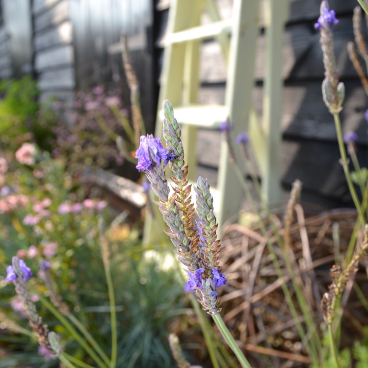 Plant image Lavandula Pinnata Var Buchii syn. Lavandula Buchii