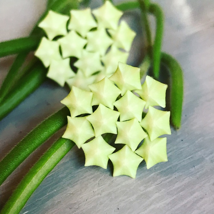 Plant image Hoya Linearis