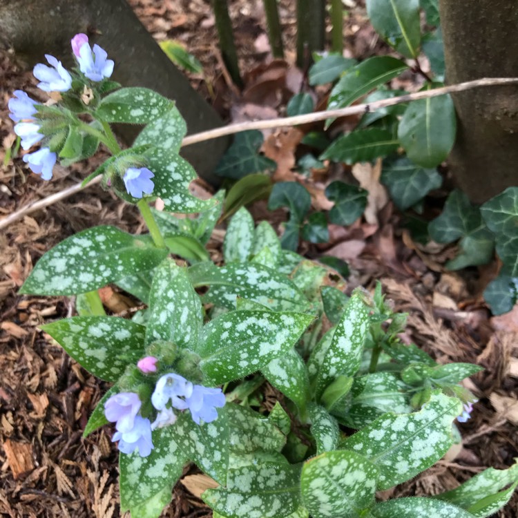 Plant image Pulmonaria 'Opal'