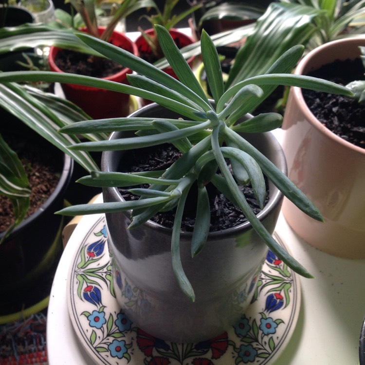 Plant image Senecio ficoides 'Mount Everest'