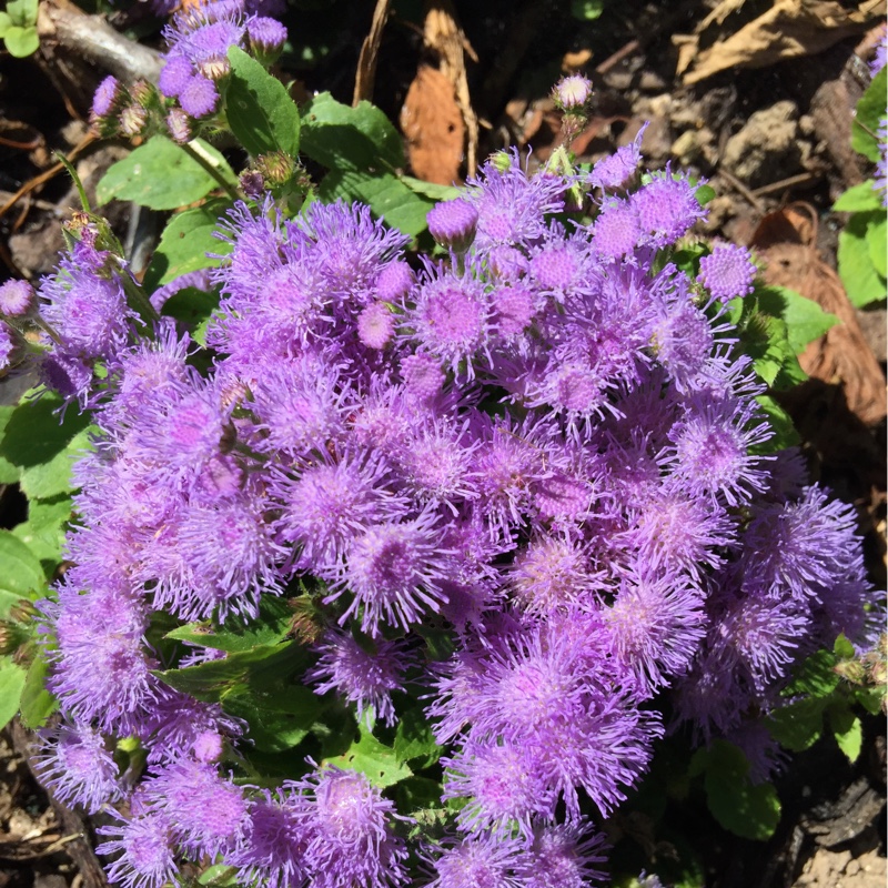 Plant image Ageratum houstonianum 'Blue Champion' syn. Ageratum houstonianum 'Champion Blue'