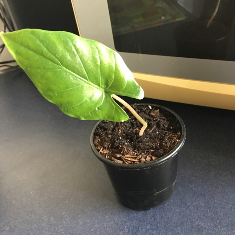 Plant image Alocasia Zebrina Sarian