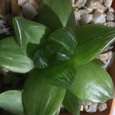 Haworthia Cuspidata