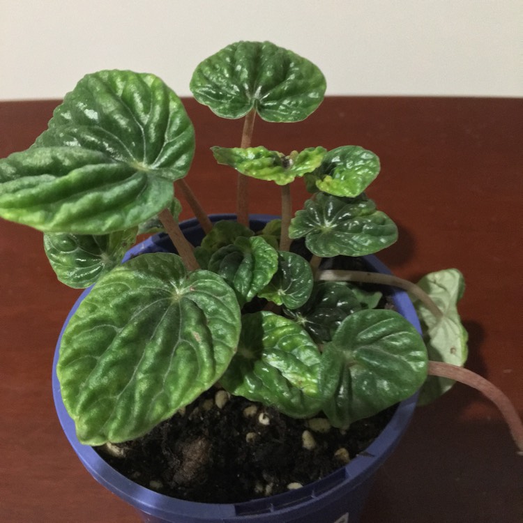 Plant image Peperomia caperata 'Emerald Ripple'