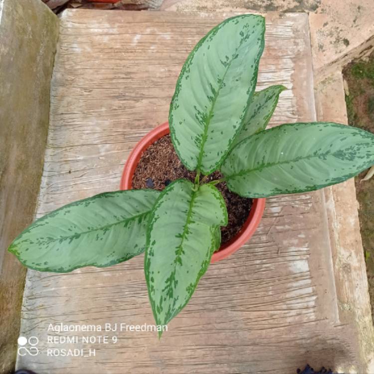 Plant image Aglaonema 'B.J. Freedman'