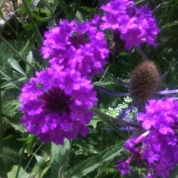 Plant image Verbena rigida syn. Verbena venosa